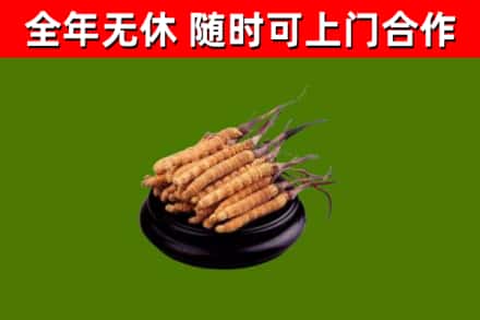 双流区烟酒回收冬虫夏草.jpg