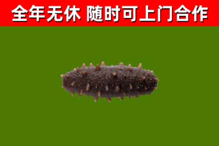 双流区烟酒回收干海参.jpg
